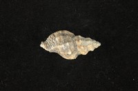 藏品(粗肋結螺)的圖片